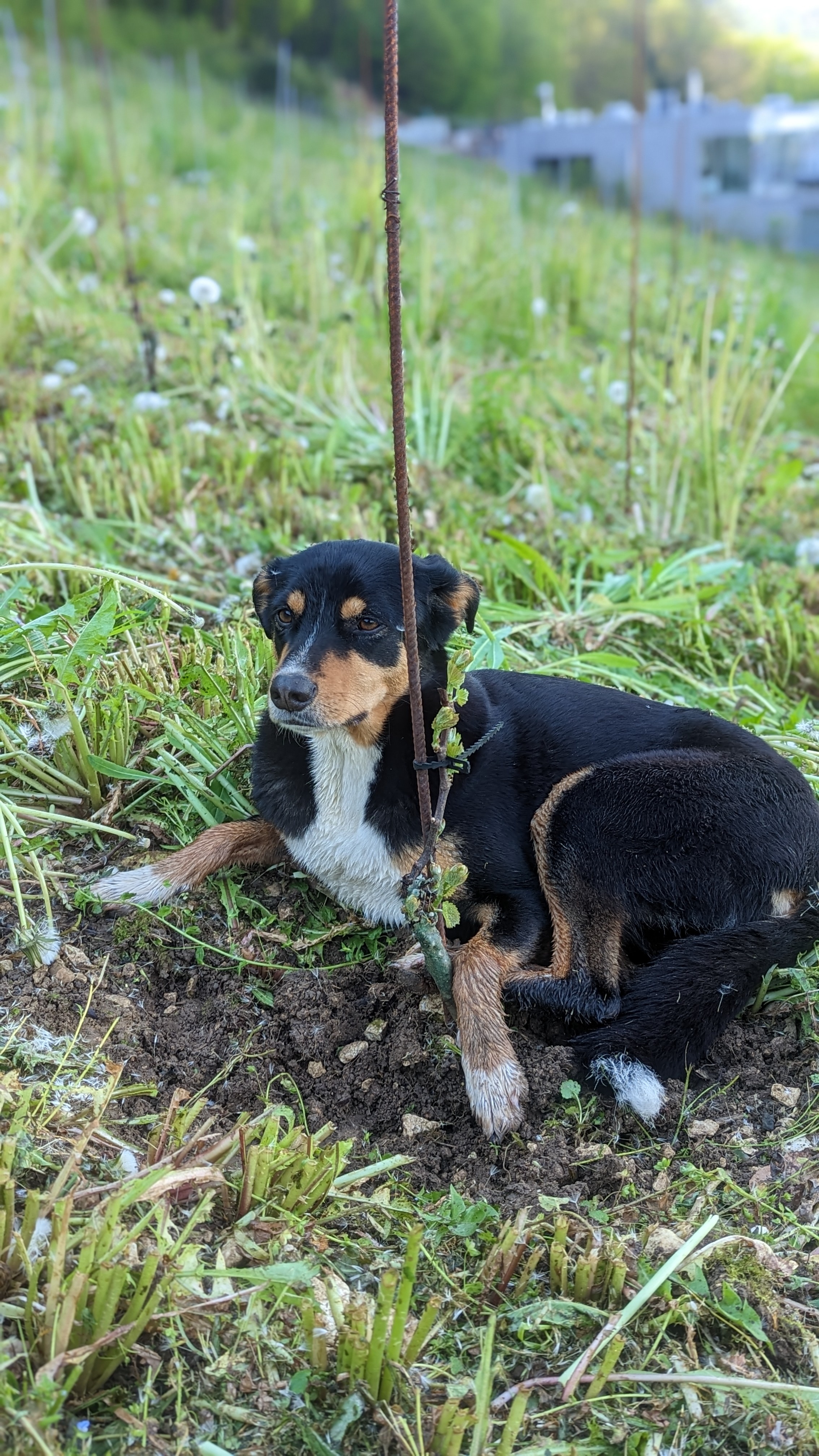 PXL 20230504 071255436 PORTRAIT